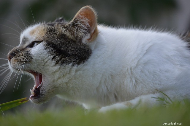 Hosta hos katter:orsaker, symtom och behandling