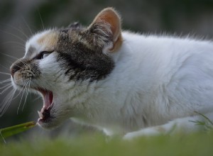 Tosse em gatos:causas, sintomas e tratamento