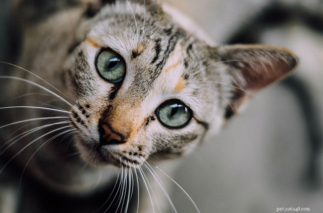 고양이의 변비:원인, 증상 및 치료