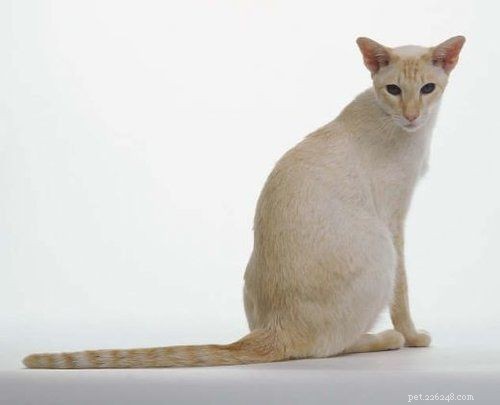 カラーポイントショートヘアー猫：起源、特徴、性格