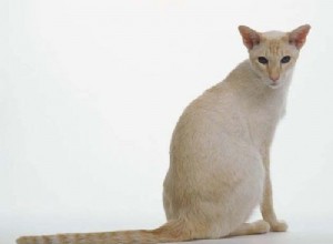 Colorpoint Shorthair 고양이:기원, 특성 및 성격