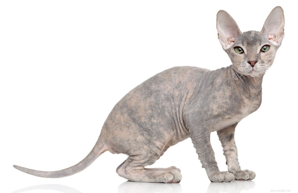 Peterbald cat:ursprung, egenskaper och personlighet