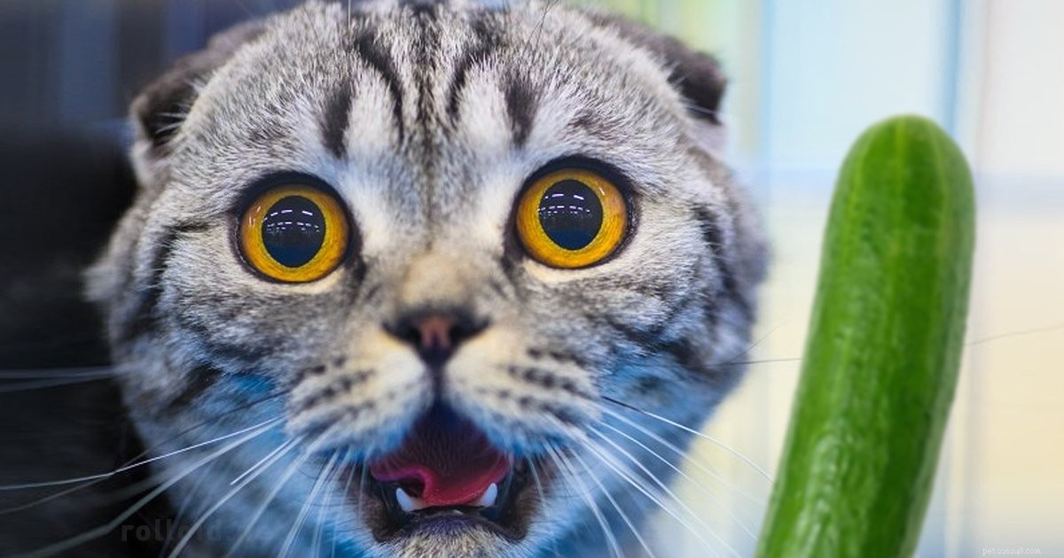 Кошки ненавидят огурцы:почему это происходит?
