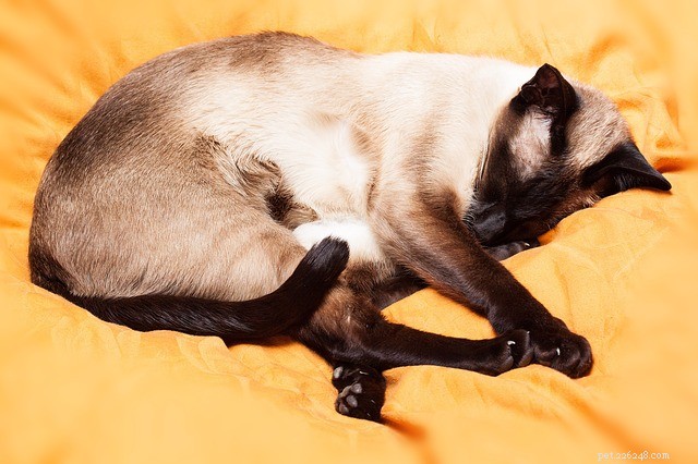 Тайская кошка:происхождение, физические характеристики и характер