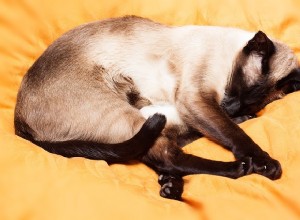 Тайская кошка:происхождение, физические характеристики и характер
