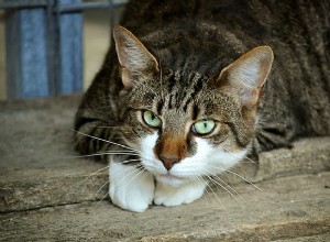 Диарея у кошек:причины, симптомы и лечение