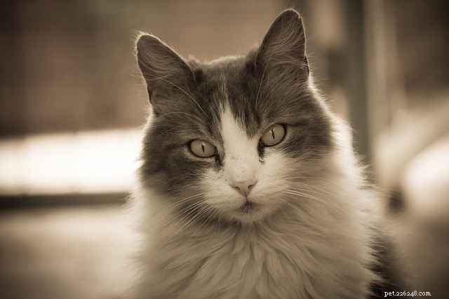 Citações de gatos:porque elas governam nossos corações... e a internet!