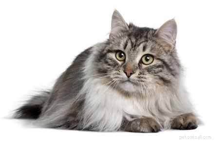 Fluffig kattras:de fem bästa raserna för fluffiga katter