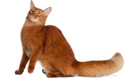 Pluizig kattenras:de top 5 pluizige kattenrassen