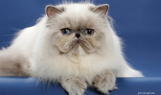 Порода пушистых кошек:топ-5 пород пушистых кошек