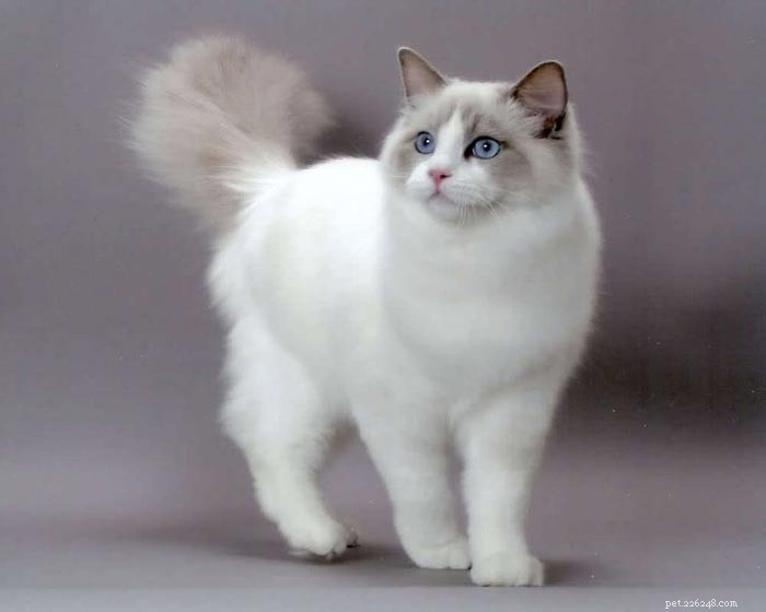 Razza di gatto peloso:la top 5 razza di gatto peloso