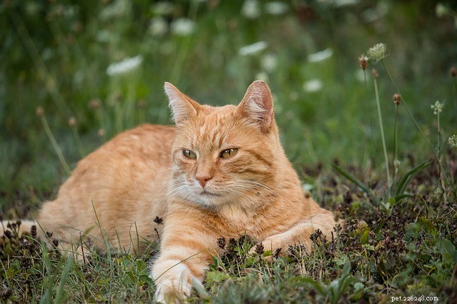 Kattfästingar:vad är kattfästingar och hur man blir av med dem