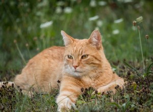 Кошачьи клещи:что такое кошачьи клещи и как от них избавиться