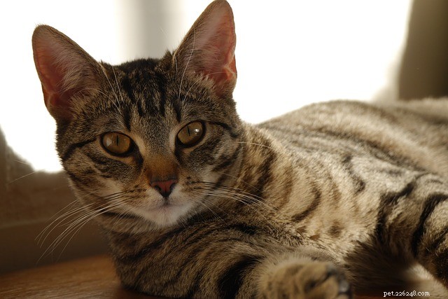 Bloed in braaksel bij katten – Wat zijn de oorzaken en wat te doen