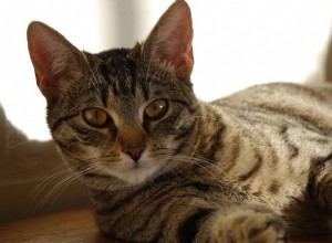 Krev ve zvratcích u koček – jaké jsou příčiny a co dělat