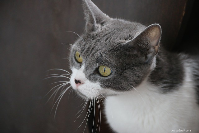 Leverfalen bij katten:oorzaken, symptomen en behandeling