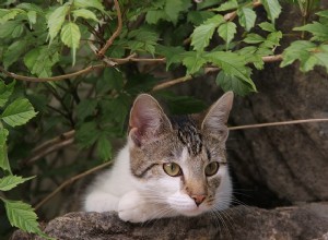 고양이 췌장염:원인, 증상 및 치료