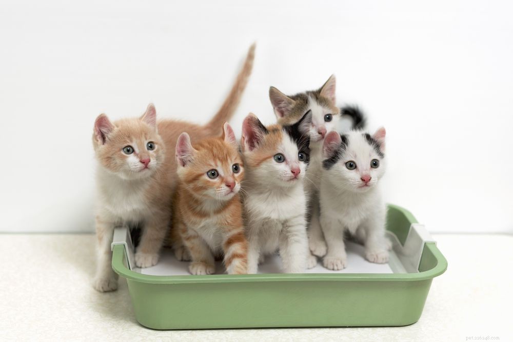 Лучший в мире наполнитель для кошачьих туалетов:действительно ли это лучший наполнитель для кошачьих туалетов?