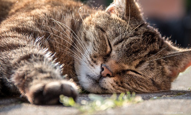 Letargie u koček:příčiny, příznaky a léčba