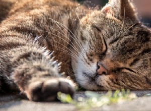 Letargia em gatos:causas, sintomas e tratamento