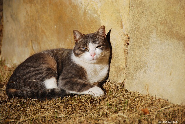 猫のフィラリア感染症：原因、症状、治療