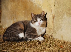 猫のフィラリア感染症：原因、症状、治療