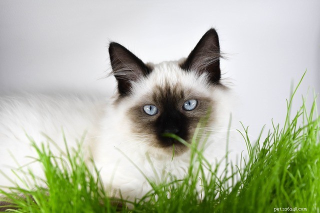 Colite em gatos:causas, sintomas e tratamento