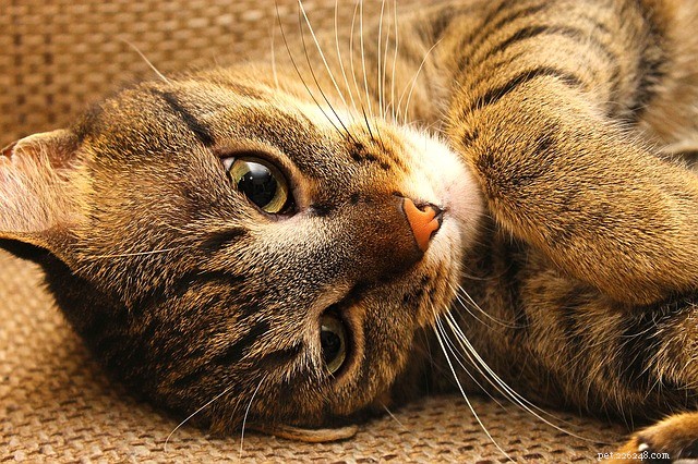 Gastritida u koček:příčiny, příznaky a léčba