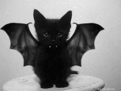Halloweenské kostýmy koček:nudí vás stejná věc?