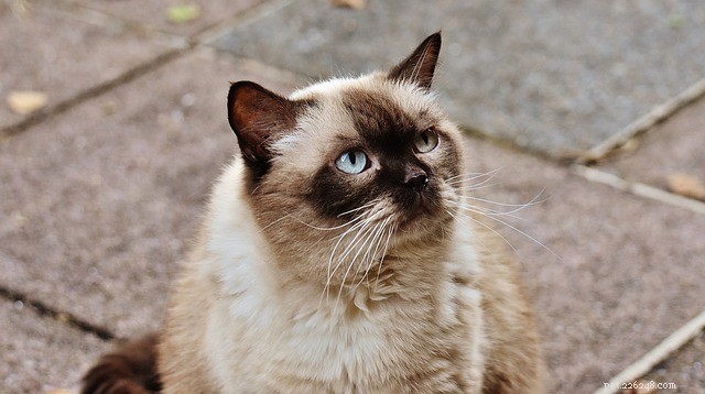 고양이의 장폐색:원인, 증상 및 치료