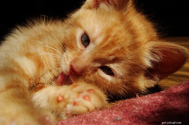 Gastrointestinala sår hos katter:symptom och behandling