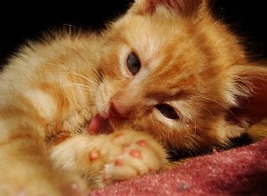 고양이의 위궤양:증상 및 치료