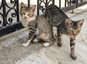 고양이 입양을 위한 팁:새 부모가 알아야 할 사항