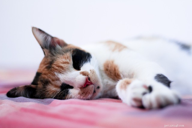 Polohy při spánku pro kočky a co znamenají