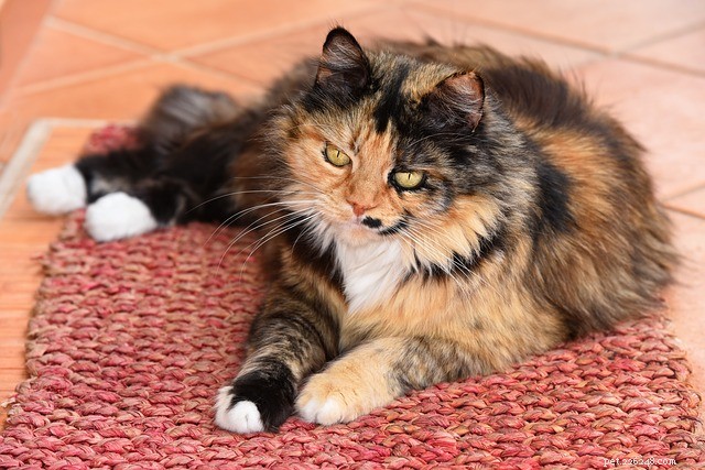 Kočky ztrácejí chlupy:proč kočkám padají chlupy?