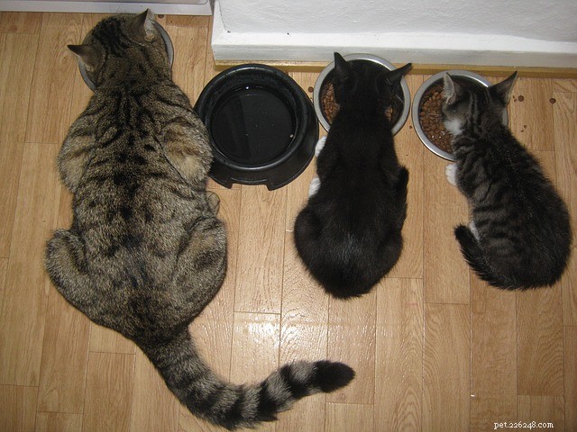 猫にいくら餌をやればいいですか？確認してみましょう！ 
