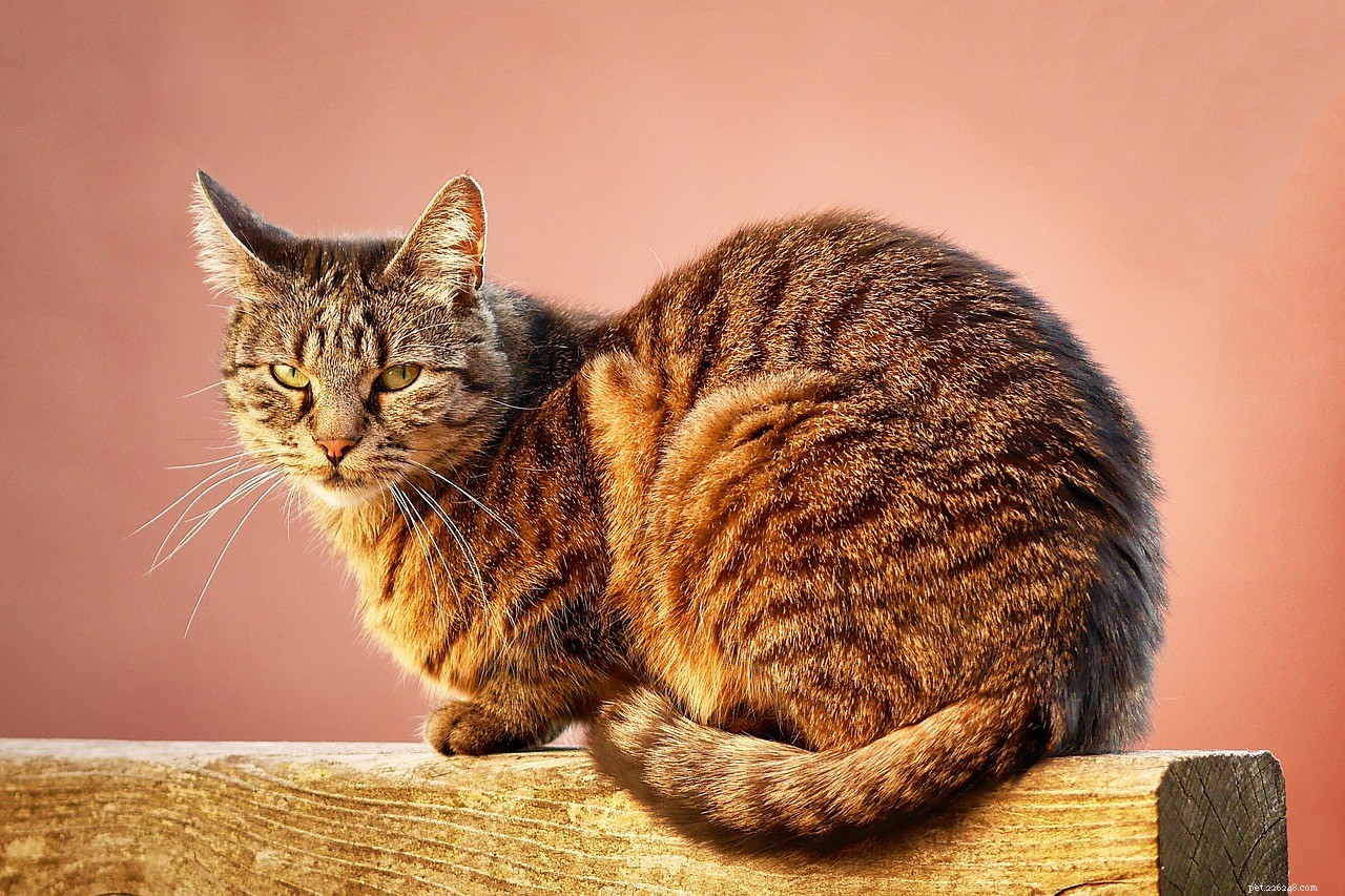 Comportamento do gato:fatos bem interessantes sobre ele