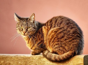 猫の行動：それについてのかなり興味深い事実 