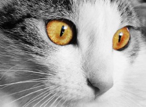 猫の結膜炎：原因、症状、治療