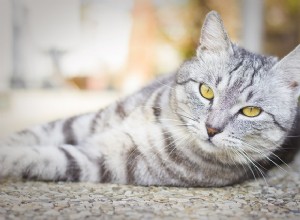 私の猫は病気です。彼がインフルエンザにかかったらどうすればいいですか 