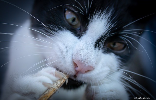 Troubles des griffes chez le chat :causes, symptômes et traitement