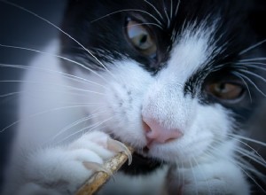 Заболевания когтей у кошек:причины, симптомы и лечение