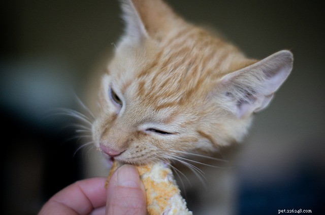 猫と食べ物：食べられるものと食べられないもの 