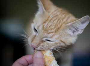 고양이와 음식:먹을 수 있는 것과 먹을 수 없는 것