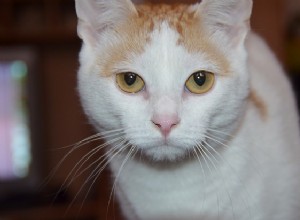 고양이 건강:고양이를 건강하고 행복하게 유지하기 위한 팁