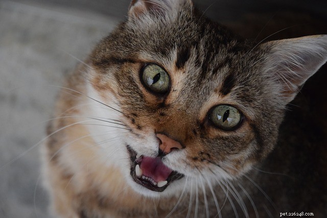 I gatti miagolanti possono sembrare adorabili, ma quando è troppo?