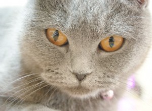 毒猫：毒猫を救う方法 