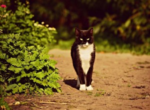 猫の腎臓結石：知っておくべきこと 