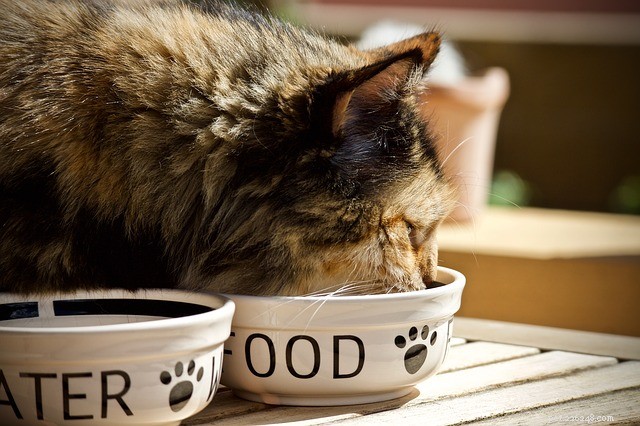 Comida de gato para estômago sensível:a melhor revisão de 2018