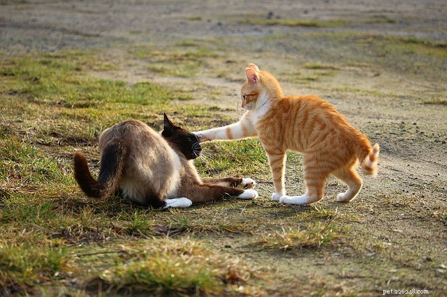 고양이 싸움 중지:고양이가 일반적으로 싸우는 이유 이해